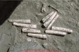 Khirokitia, coquillages