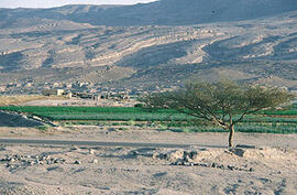 
Chemins vers l'Orient, Yémen. Mareb, cultures irriguées
