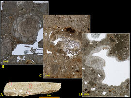 
Chaîne d'observations microscopiques : un outil pour la recherche. Images numériques. Micromorph...