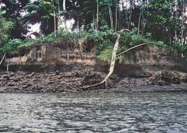 
Trois millénaires de civilisation entre Colombie et Equateur. La région de la Tumaco La Tolita. ...