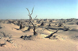 
Chemins vers l'Orient, Chine. Désert du Taklamakan (Xinjiang), forêt morte
