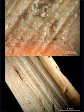 
Chaîne d'observations microscopiques : un outil pour la recherche. Images numériques. Tracéologi...
