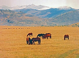 
La tombe d'un prince scythe (Kazakhstan), vallée de la Bukhtarma. L'élevage des chevaux est rest...