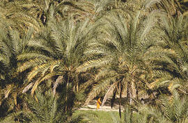 
Chemins vers l'Orient, Pakistan. Palmeraie de Turbat

