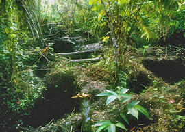 
Trois millénaires de civilisation entre Colombie et Equateur. La région de la Tumaco La Tolita. ...