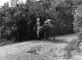 
Le Japon de 1937 à 1939 vu par André Leroi-Gourhan, la vie agricole. Un boeuf de portage, auprès...