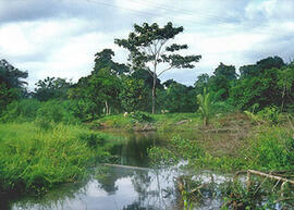 
Trois millénaires de civilisation entre Colombie et Equateur. La région de la Tumaco La Tolita. ...