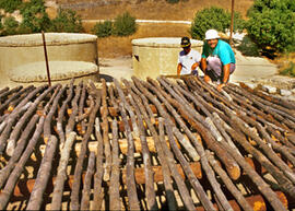 
Reconstitution de l'habitat néolithique à Khirokitia (Chypre). Des troncs non équarris mais écor...