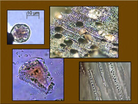 
Chaîne d'observations microscopiques : un outil pour la recherche. Images numériques. Phytolitho...